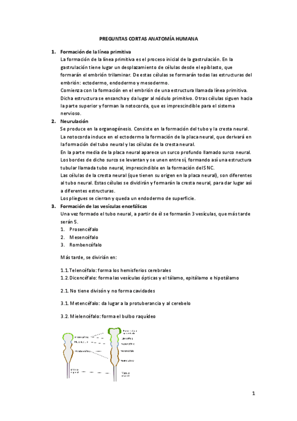 Miniatura del documento PREGUNTAS-CORTAS-ANATOMIA-HUMANA-convertido.pdf