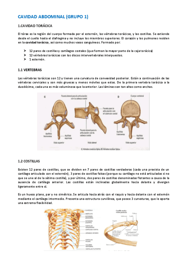 Miniatura del documento CAVIDAD-ABDOMINAL.pdf
