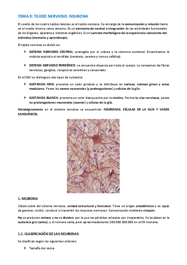 Miniatura del documento TEMA-HISTOLOGIA-52-56.pdf