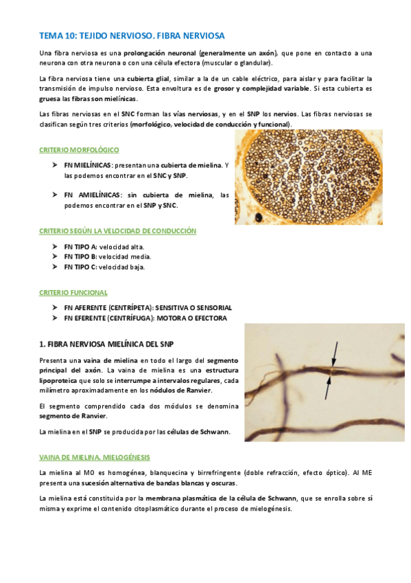 Miniatura del documento TEMA-HISTOLOGIA-57-59.pdf