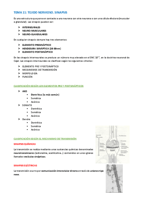 Miniatura del documento TEMA-HISTOLOGIA-60-62.pdf