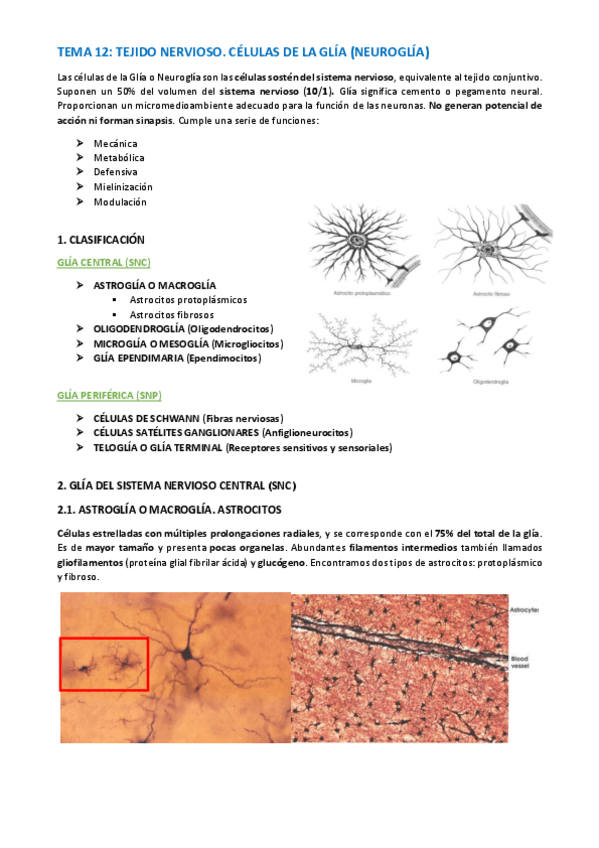 Miniatura del documento TEMA-HISTOLOGIA-63-66.pdf