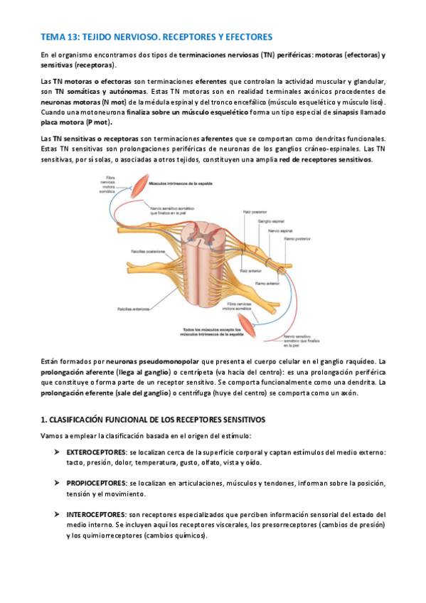 Miniatura del documento TEMA-HISTOLOGIA-67-73.pdf