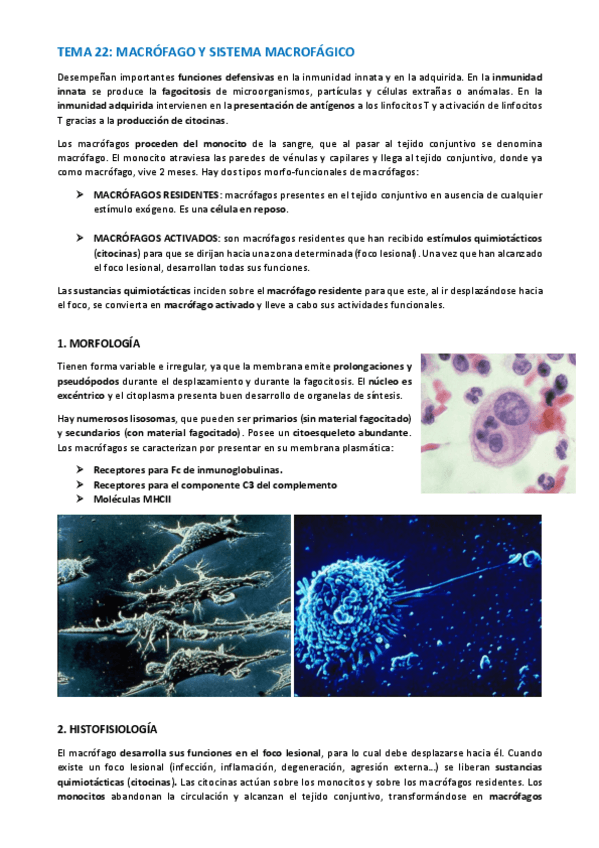 Miniatura del documento TEMA-HISTOLOGIA-122-124.pdf