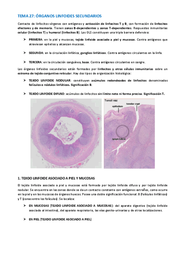 Miniatura del documento TEMA-HISTOLOGIA-134-141.pdf
