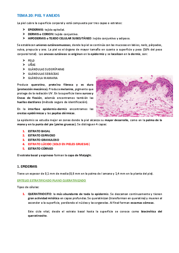 Miniatura del documento TEMA-HISTOLOGIA-112-117.pdf