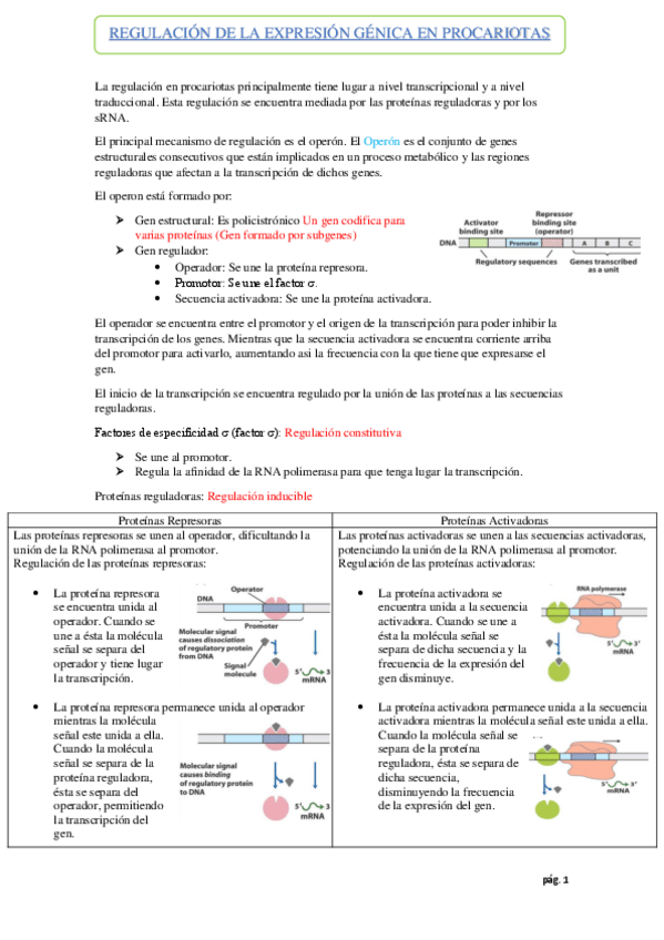 Miniatura del documento REGULACION-DE-LA-EXPRESION-GENICA-EN-PROCARIOTAS.pdf