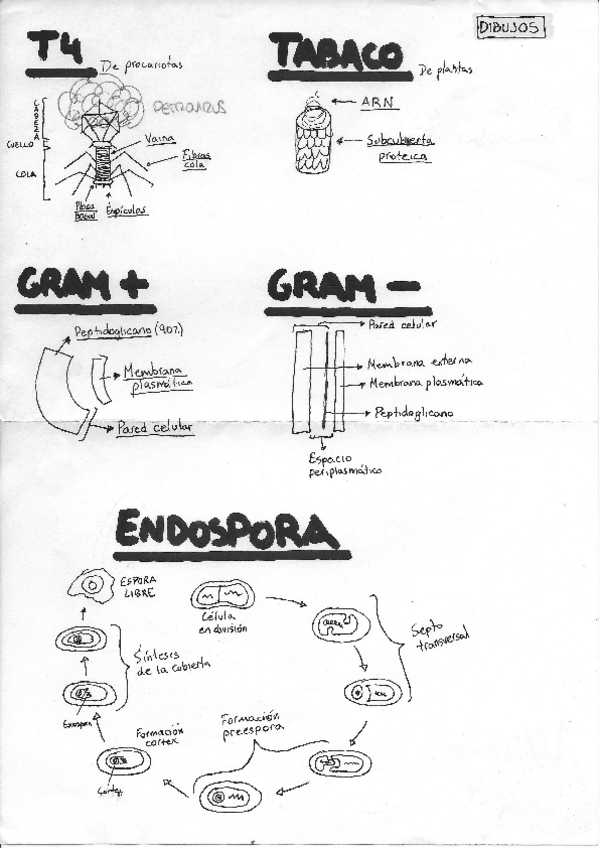 Miniatura del documento Dibujos-Micro.pdf