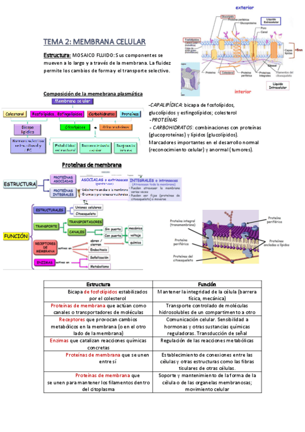Miniatura del documento TEMA-2.pdf