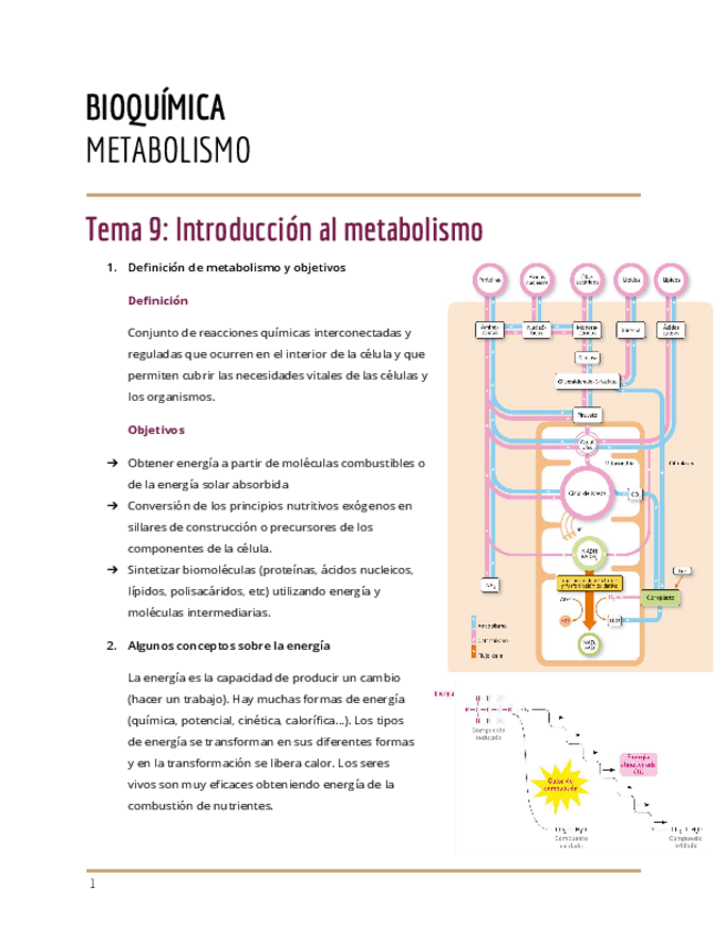 Miniatura del documento Metabolismo.pdf