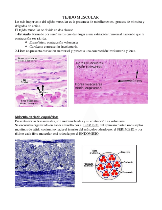 Miniatura del documento Tejido-muscular-y-nervioso.odt