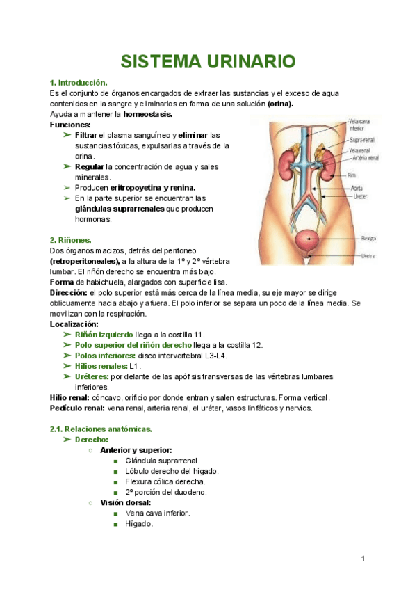 Miniatura del documento anatomia-S.pdf