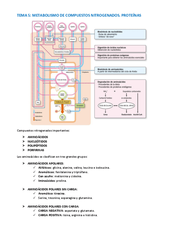 Miniatura del documento TEMA-BIOQUIMICA-33-40.pdf