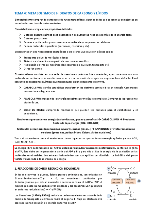 Miniatura del documento TEMA-BIOQUIMICA-22-32.pdf