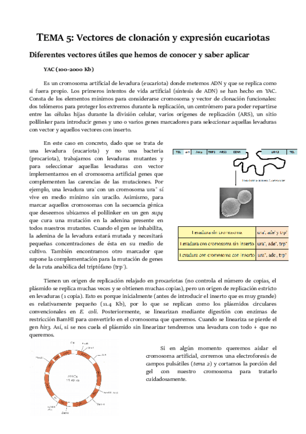 Miniatura del documento TEMA-5.pdf