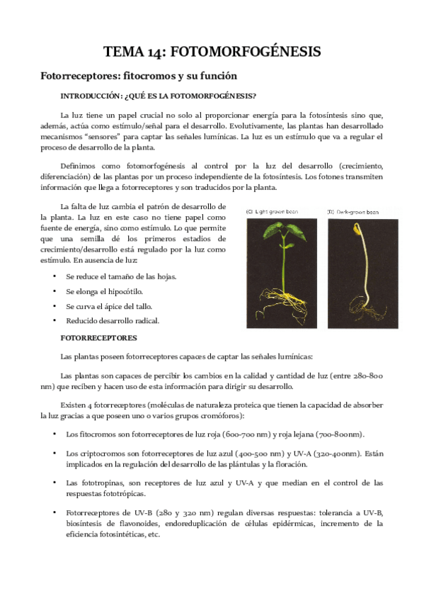 Miniatura del documento TEMA-14.pdf