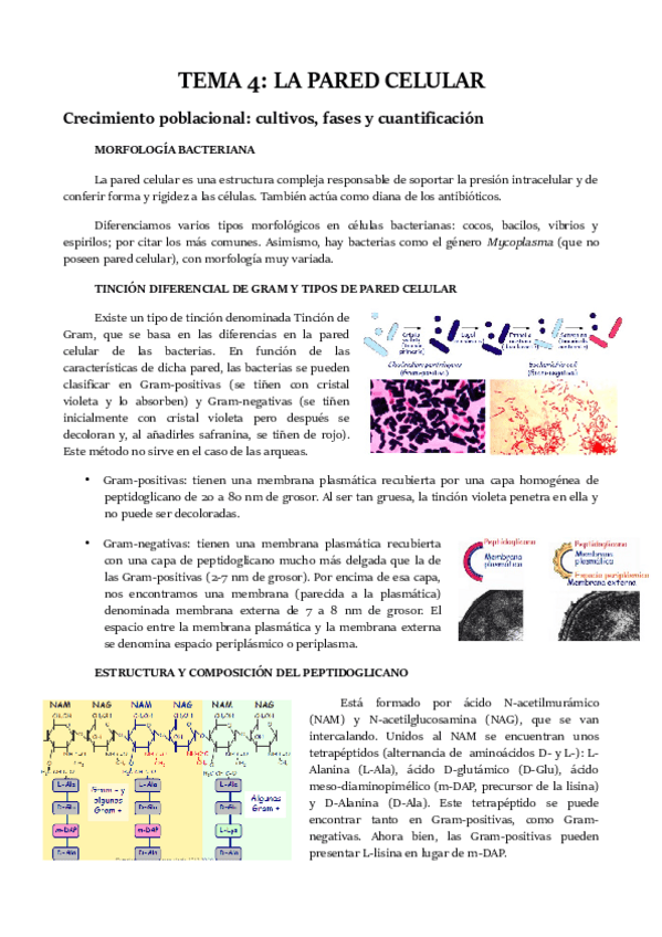 Miniatura del documento TEMA-4.pdf