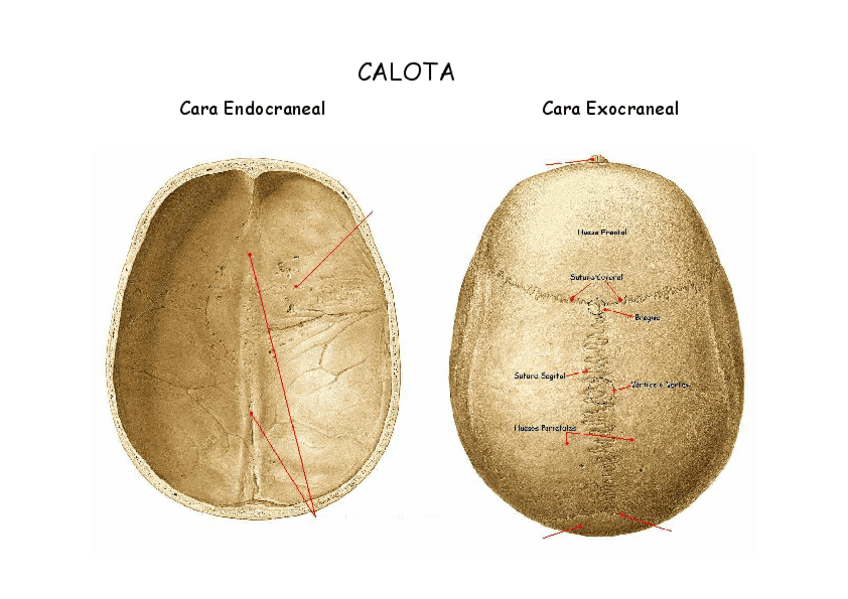 Miniatura del documento Laminas-huesos-del-craneo-y-la-cara.pdf