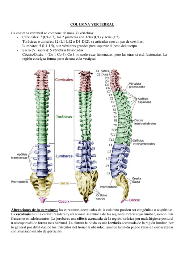 Miniatura del documento 3-Columna-vertebral.pdf