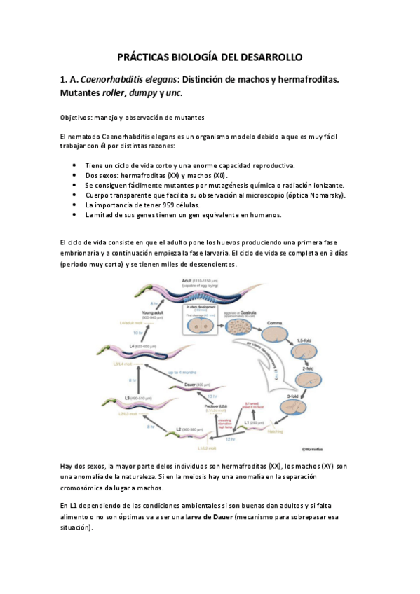 Miniatura del documento PRACTICAS-BIOLOGIA-DEL-DESARROLLO.pdf