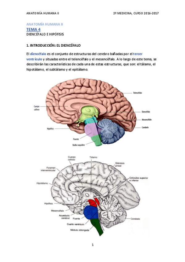 Miniatura del documento TEMA 4 - DIENCÉFALO E HIPÓFISIS.pdf