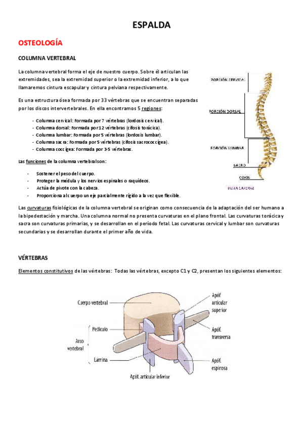 Miniatura del documento ESPALDA.pdf