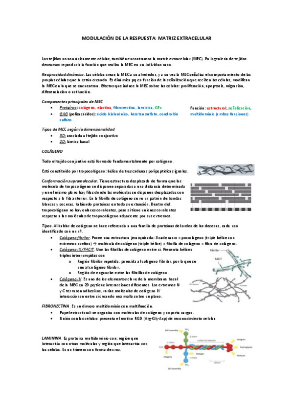 Miniatura del documento 5-MODULACION-DE-LA-RESPUESTA--INTERACCION-MEC-CELULA.pdf