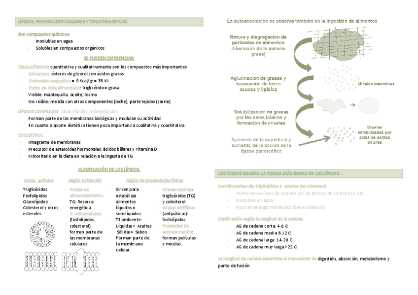 Miniatura del documento TEMA 3. Los lípidos.pdf