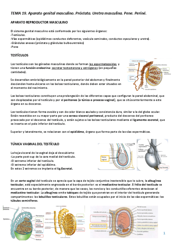 Miniatura del documento TEMA-19.pdf