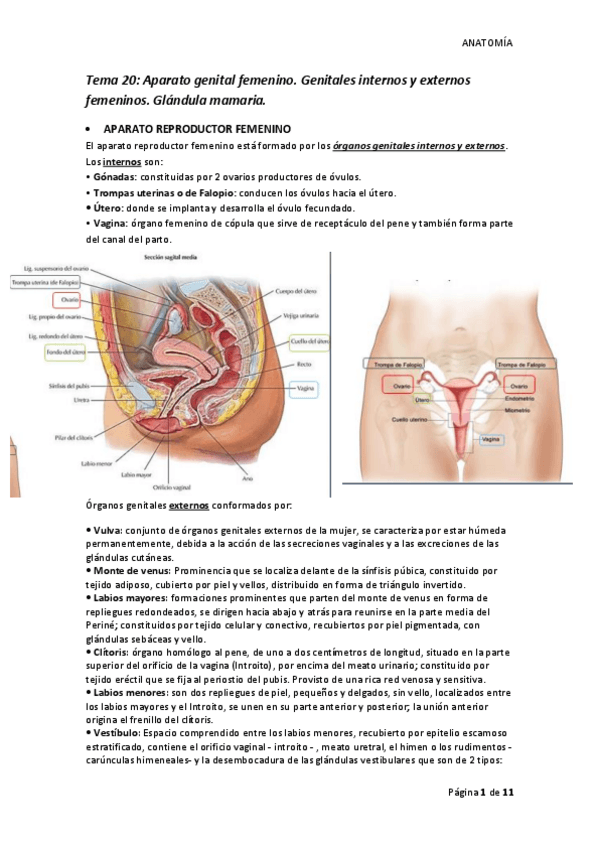Miniatura del documento Tema-20-ANATOMIA-convertido.pdf