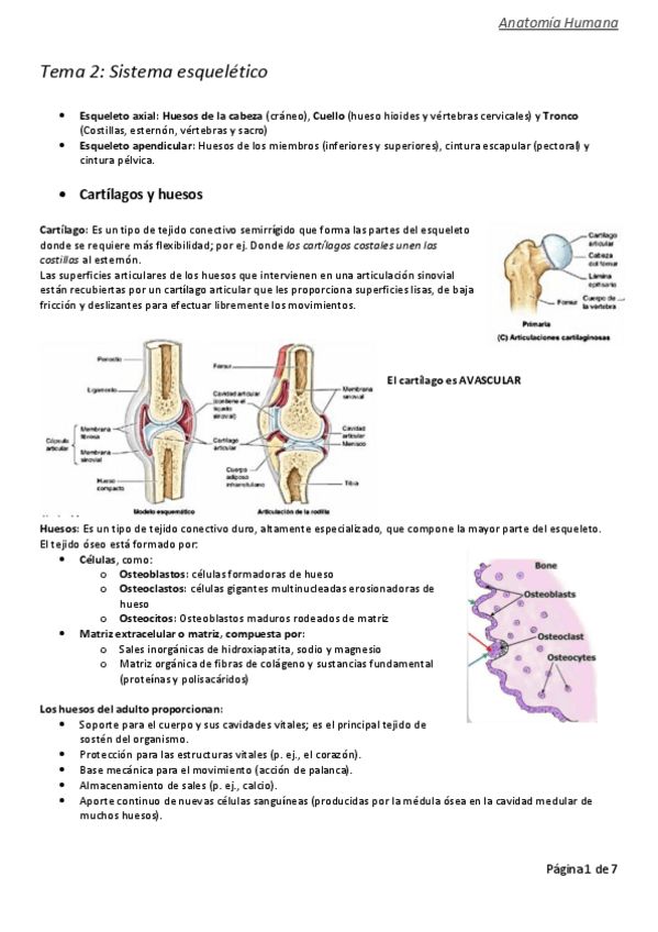 Miniatura del documento Tema-2-anatomia-convertido.pdf