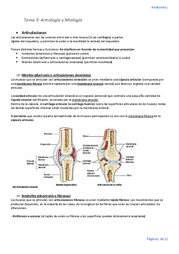 Miniatura del documento Tema-3-anatomia-convertido.pdf