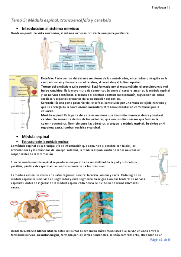 Miniatura del documento Tema-5-fisiologia-convertido.pdf