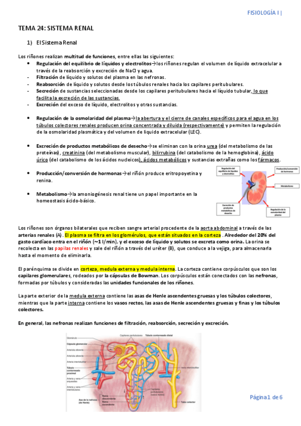 Miniatura del documento TEMA-24-SISTEMA-RENAL.pdf