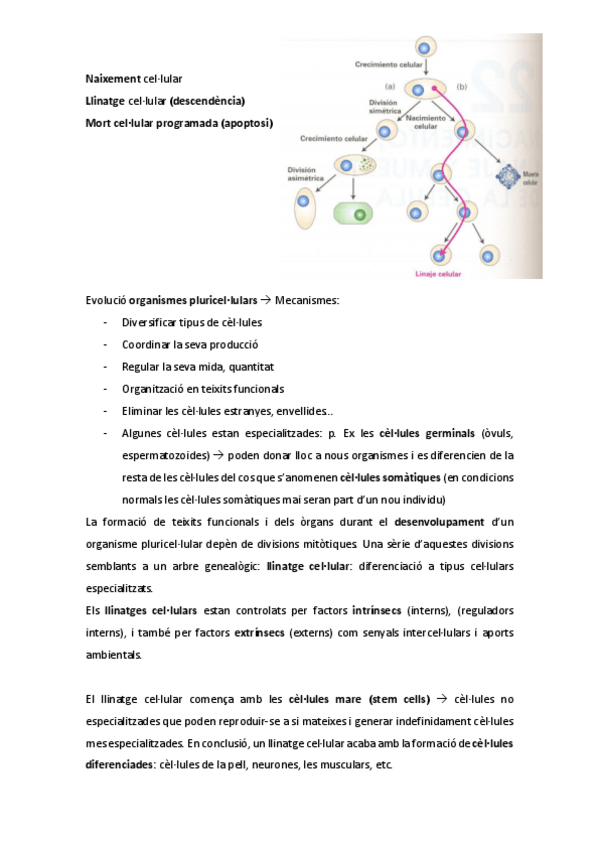 Miniatura del documento Cellules-mare-i-apoptosi.pdf