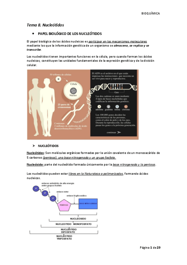 Miniatura del documento tema-8-nucleotidos.pdf