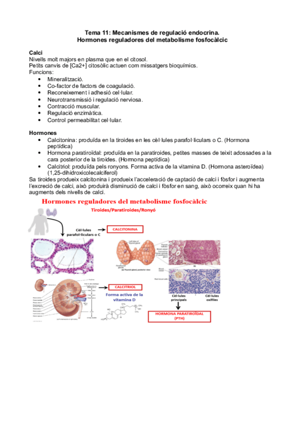 Miniatura del documento Tema 11 -Mecanisme de regulació endocrina.pdf