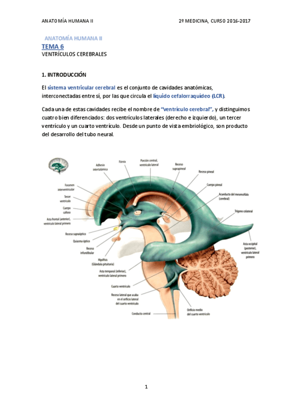 Miniatura del documento TEMA 6 - VENTRÍCULOS CEREBRALES.pdf