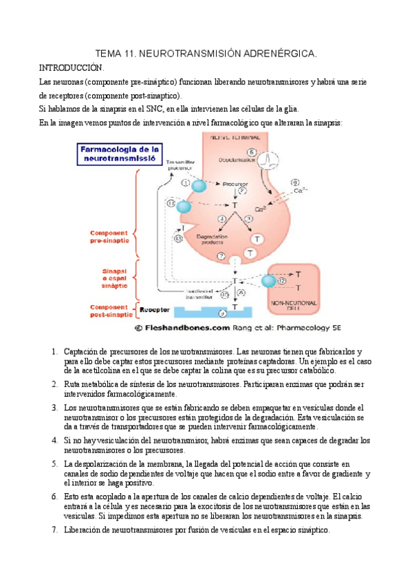 Miniatura del documento Farmacologia-de-la-neurotransmision.pdf