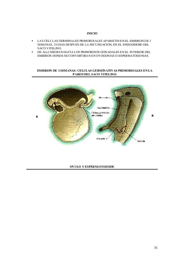 Miniatura del documento INICIO-OVOGENESIS-Y-ESPERMATOGENESIS.doc