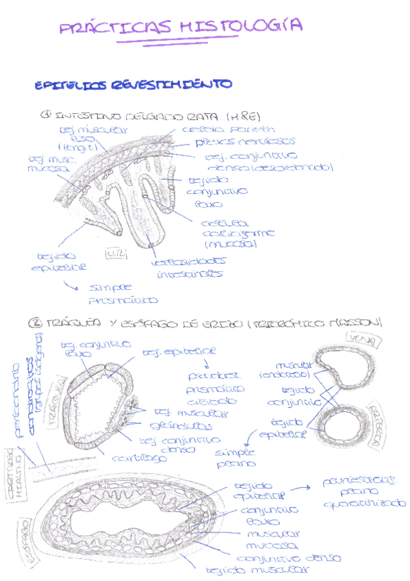 Miniatura del documento PRACTICAS-HISTOLOGIA.pdf