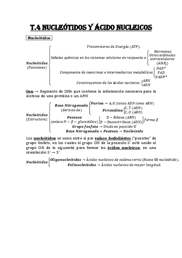 Miniatura del documento Esquema-Tema-4-Nucleotidos-y-Acidos-nucleicos.pdf