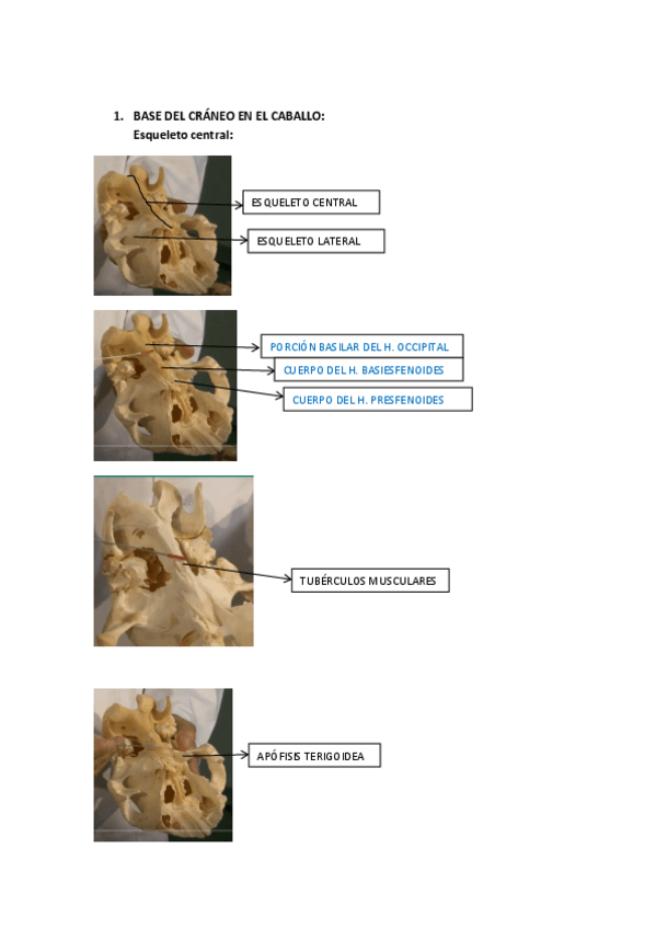 Miniatura del documento BASE-DEL-CRANEO-EN-EL-CABALLO-PRAC.pdf