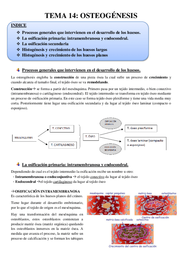 Miniatura del documento TEMA 14 completo.pdf