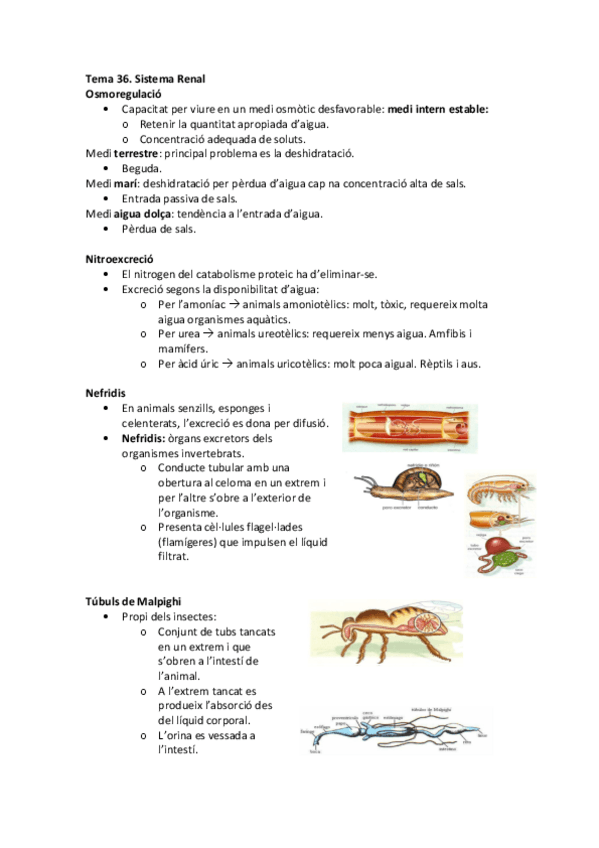 Miniatura del documento Tema 36 - Sistema Renal.pdf