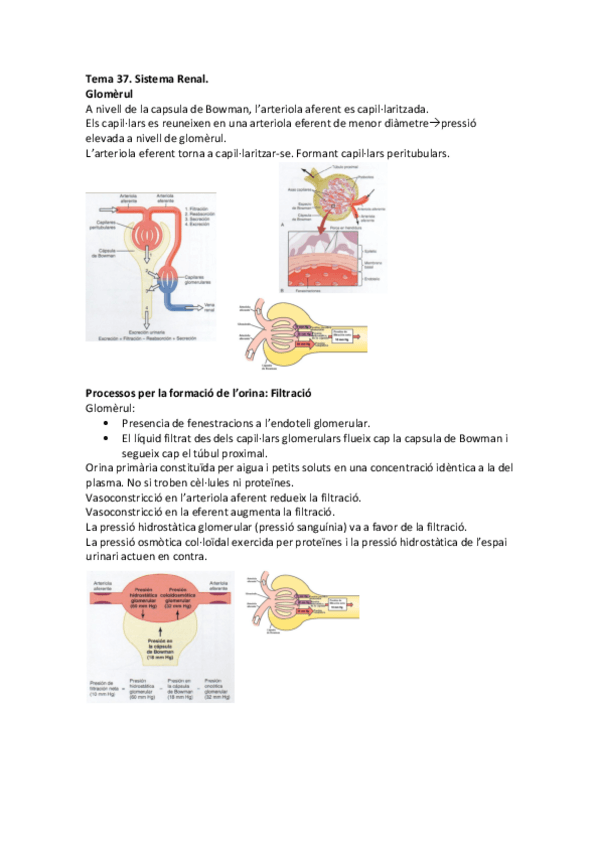 Miniatura del documento Tema 37 - Sistema Renal.pdf