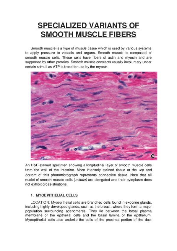 Miniatura del documento HISTOLOGIA-WORK.docx