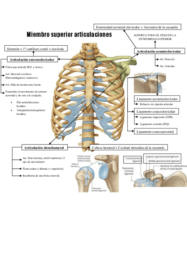 Miniatura del documento MIEMBRO-SUPERIOR-ARTICULACIONES.pdf