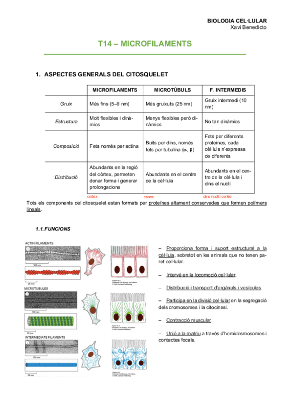 Miniatura del documento T14Microfilaments.pdf