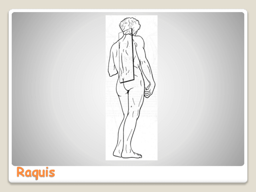 Miniatura del documento MusculaturaRaquis.pdf